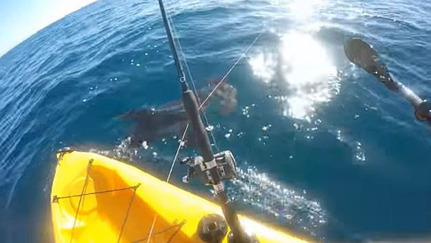 shark attack