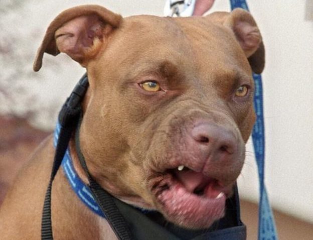 pit bull