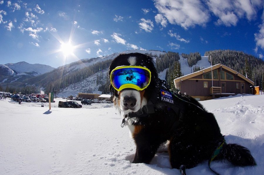 dog ski goggles