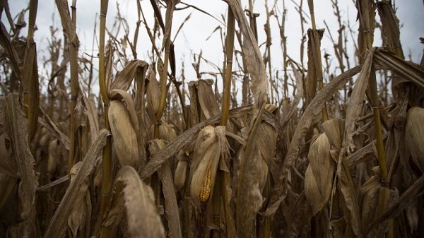 Corn