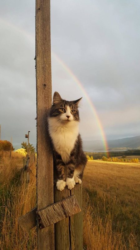 Click to enlarge Rainbow cat