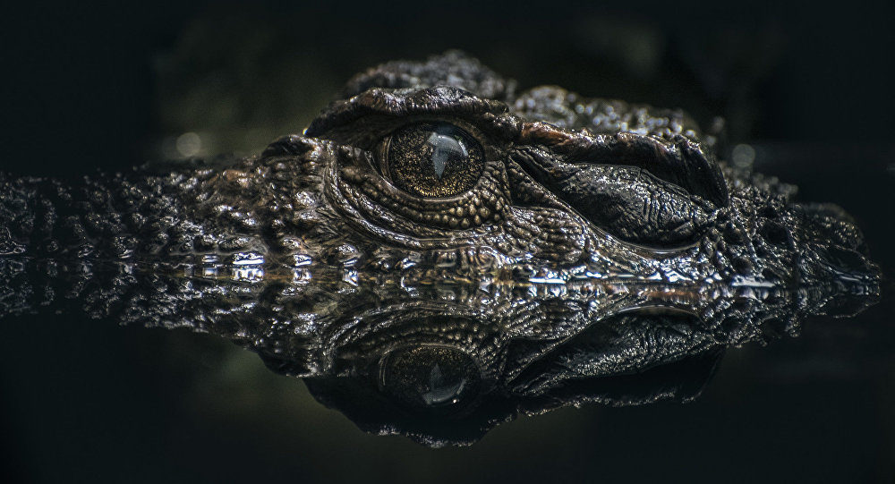 Lurking crocodile