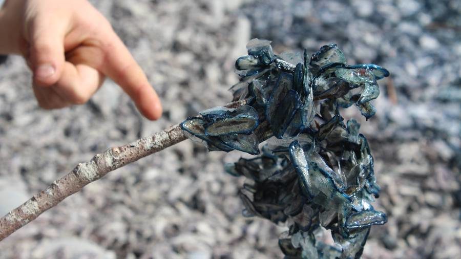 Click to enlarge close-up view of the Velella hydrozoans, which are also known as by-the-wind-sailors.