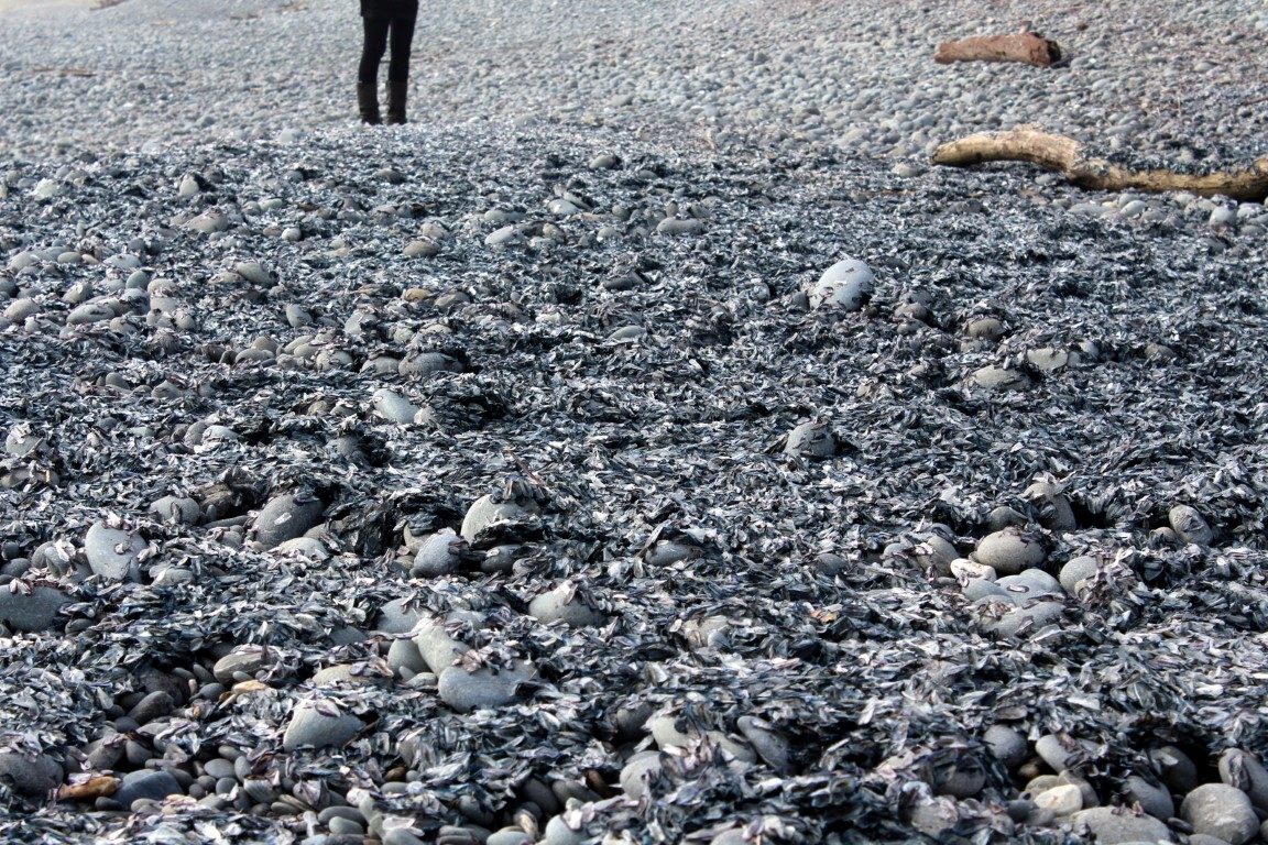 Tens of thousands of jellyfish-like creatures have washed up on Greymouth beaches