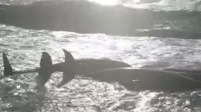 whales