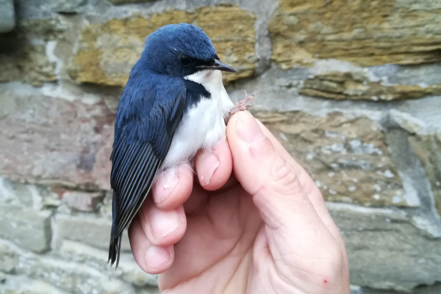 Siberian Blue Robin, North Ronaldsay, Orkney