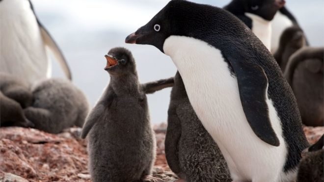 Click to enlarge penguins