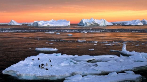 Click to enlarge penguins