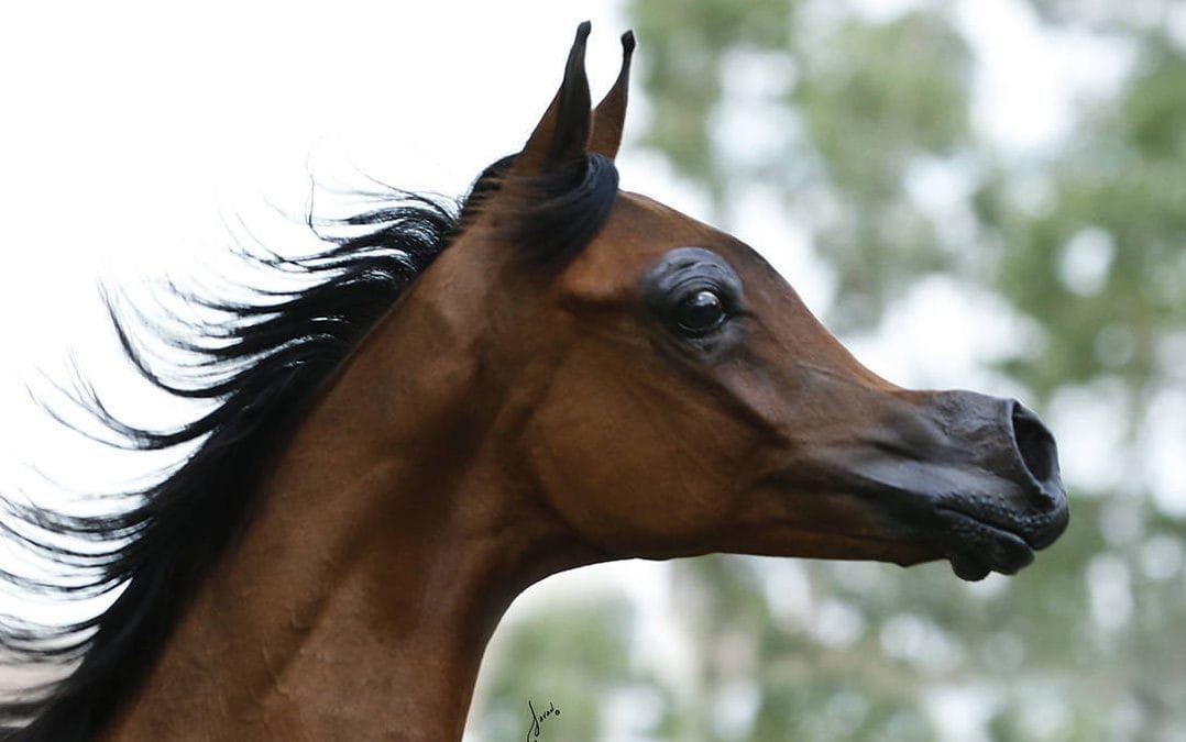 overbred horse