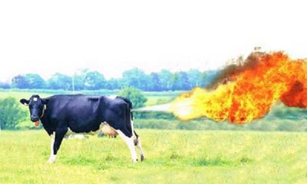 Cow releases methane