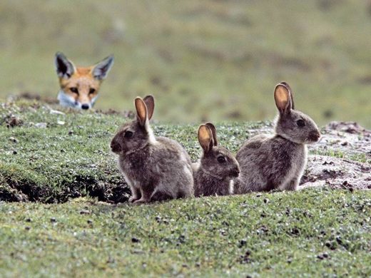 Click to enlarge Fox and rabbits