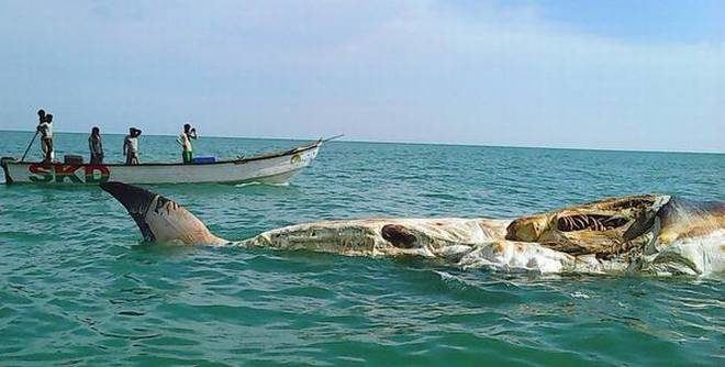 Click to enlarge The carcass of a whale spotted in sea near Tiruchendur on Saturday
