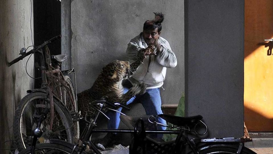 A leopard attacks and wounds a man in Silphukhuri area in Guwahati.