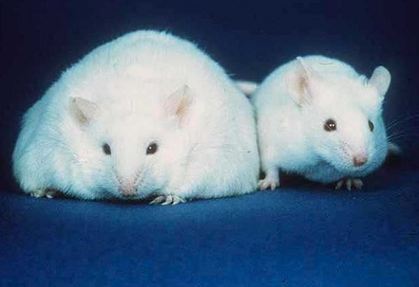 fat and skinny mouse