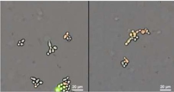 Click to enlarge organisms