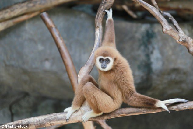 Gibbon similar to last common ancester humans apes