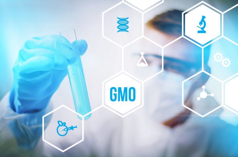 GMO research