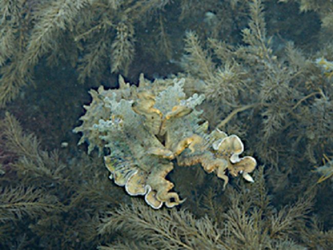 Click to enlarge Giant Australian cuttlefish