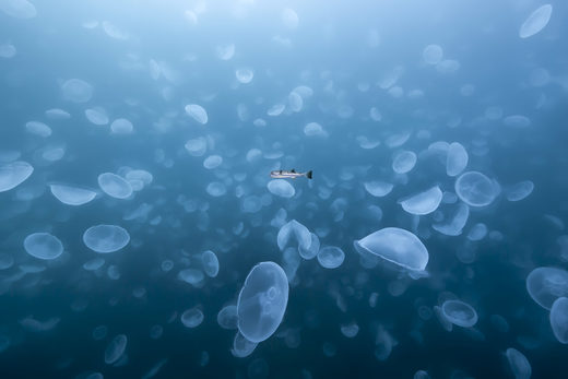 Click to enlarge Oceans