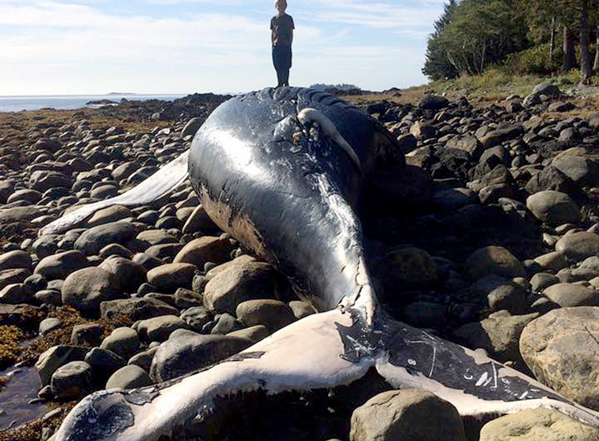 Shannon Floucault snapped this photo of a washed up Humpback whale carcass near Muscle Beach last week.