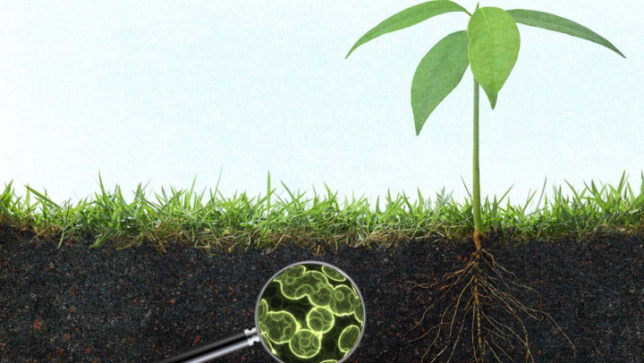soil bacteria