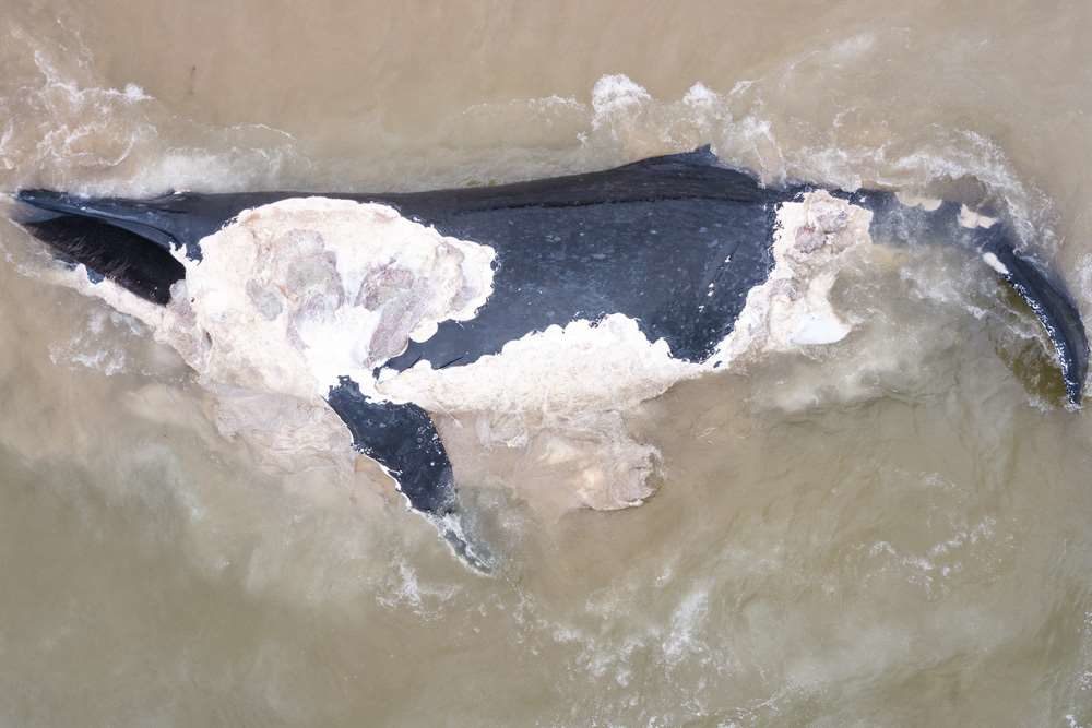 DEAD WHALE