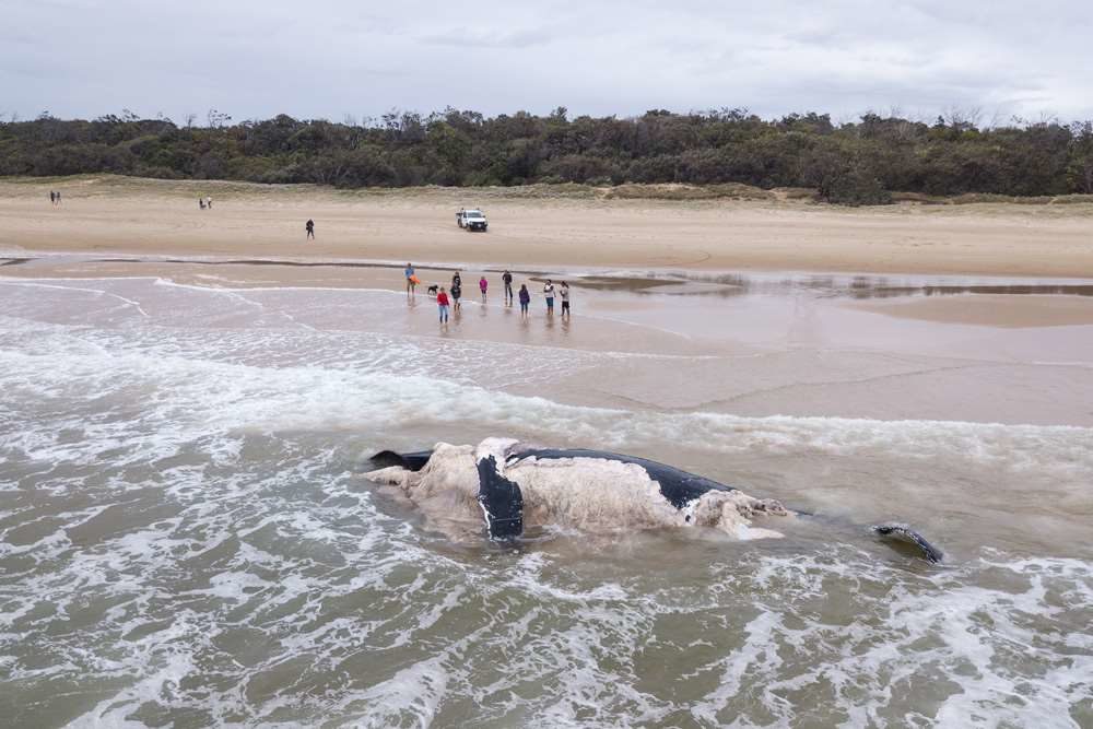 WHALE
