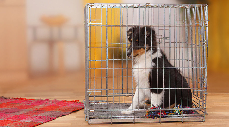 Puppy in a cage