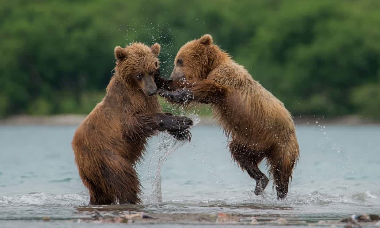 Kamchatka brown bears, which live in Russia’s far east.