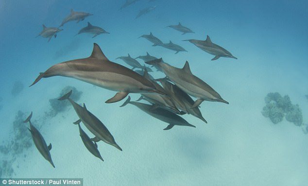 Click to enlarge dolphins