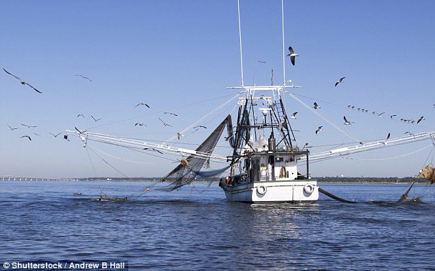 Click to enlarge Dolphins with boat