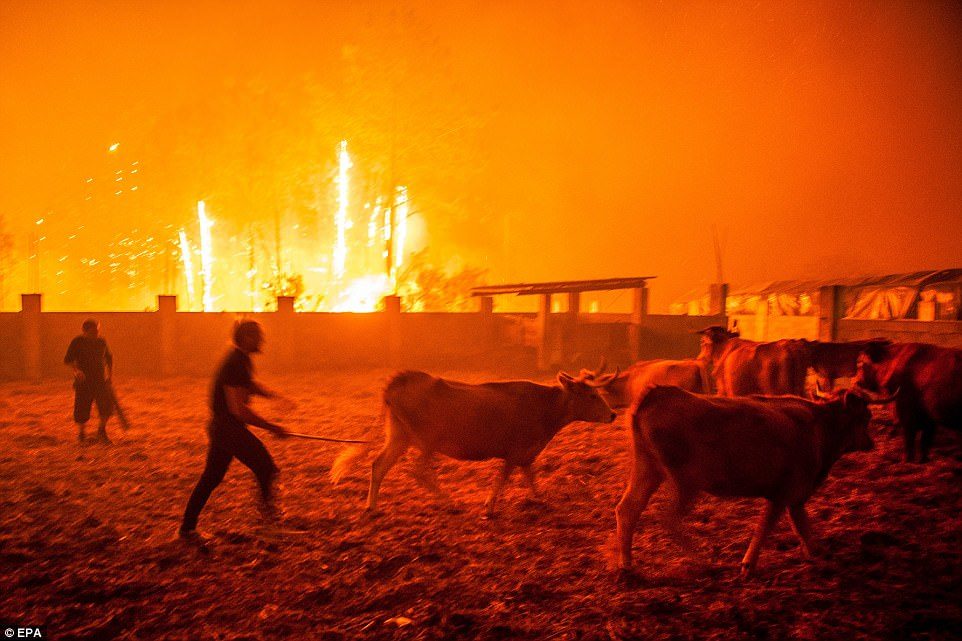 Click to enlarge portugal wildfire