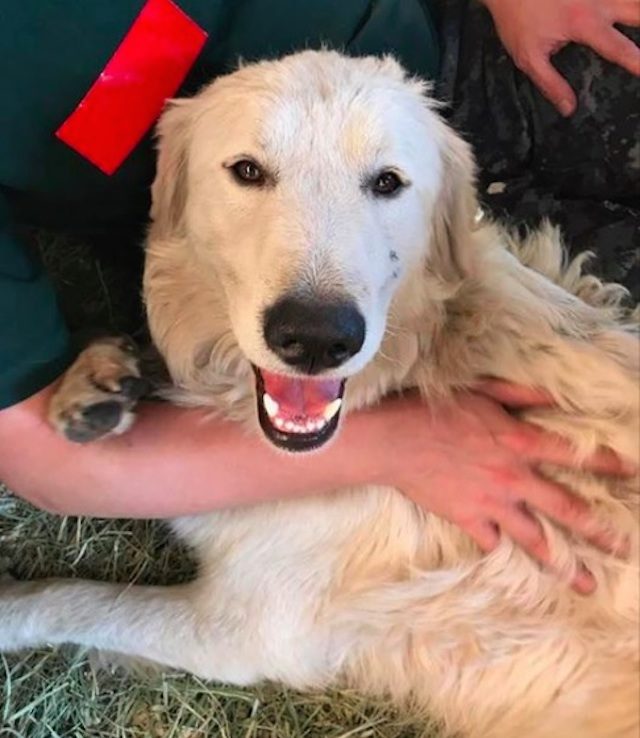 Click to enlarge odindog