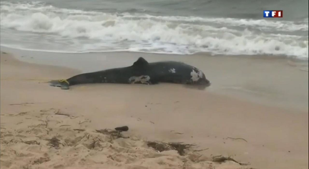 dolphin