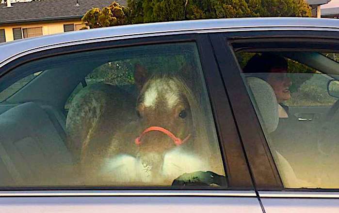 Click to enlarge pony in car