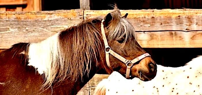 Click to enlarge pony