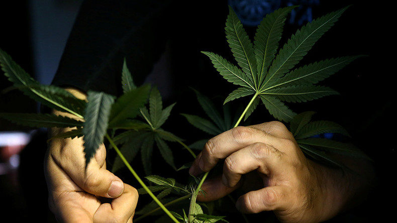 cannabis marijuana plant