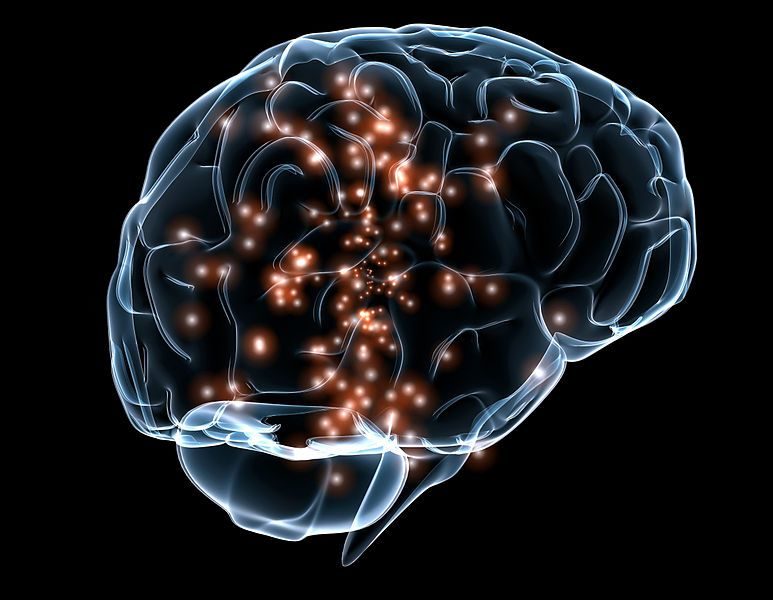 Brain