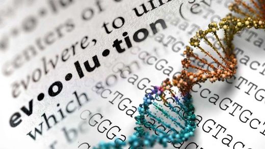 dna evolution