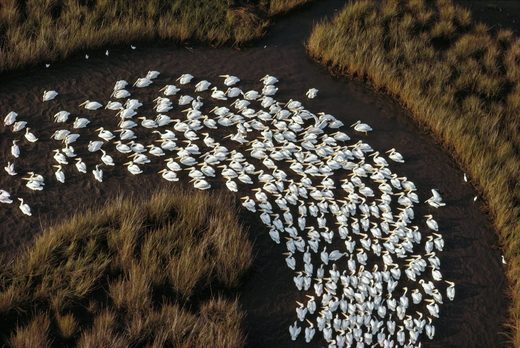 Click to enlarge White pelicans on Missisipi