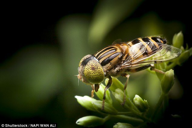 Pictured is a hoverfly, one of the insects whose numbers have declined dramatically