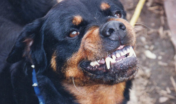 Click to enlarge Owners have been left spending a collective £458 million on treating wounded dogs