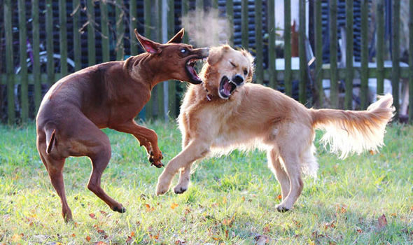 Click to enlarge More than a quarter of dogs seen by vets because of injuries had to be put down