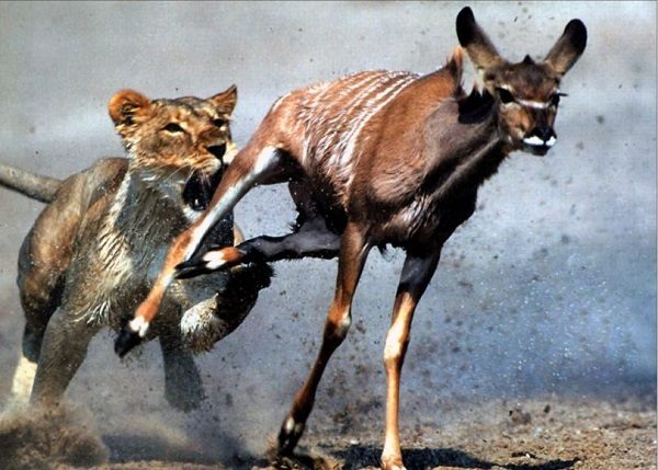 lion gazelle