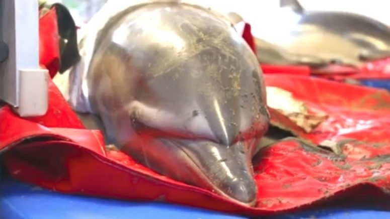 Rescuers work to save a dozen dolphins stranded in Wellfleet