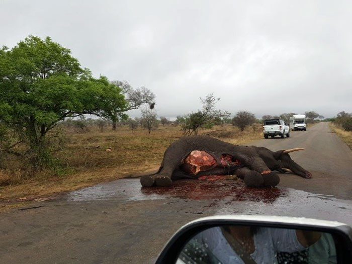 The carcass of the elephant quickly attracted a crowd.