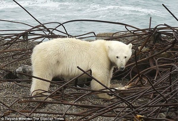 Click to enlarge Polar Bear