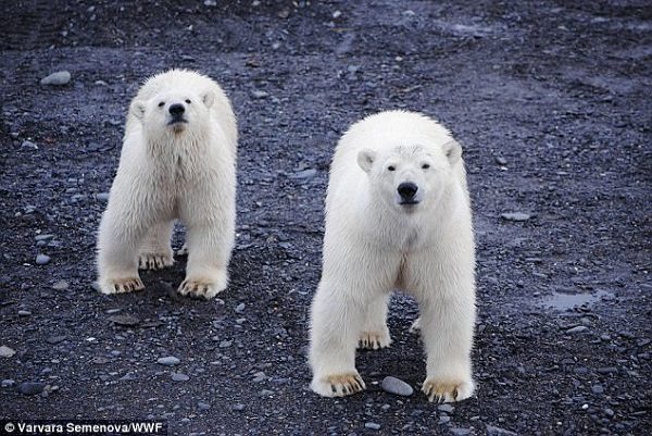 Click to enlarge Polar bear