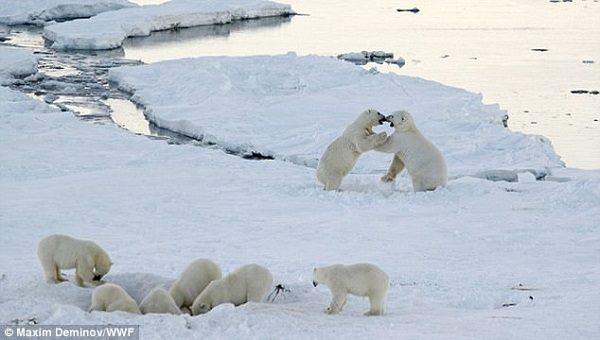 Click to enlarge Polar bears
