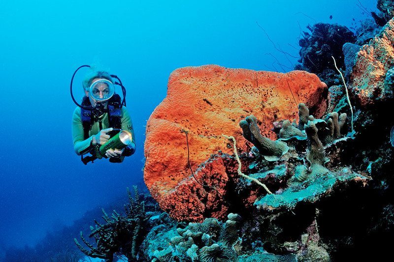 coral reef